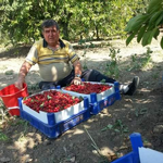 Vişne Hasadı Başladı