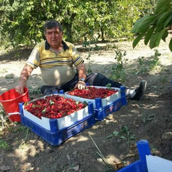 Vişne Hasadı Başladı