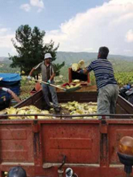 Ayçiçeği Hasadı Başladı