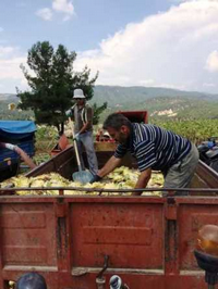 Ayçiçeği Hasadı Başladı