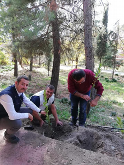 DAHA YEŞİL BİR TARAKLI İÇİN...