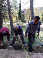 DAHA YEŞİL BİR TARAKLI İÇİN...