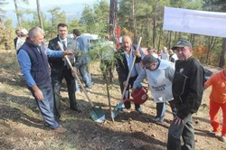 DAHA YEŞİL BİR TARAKLI İÇİN...