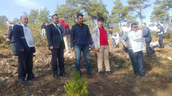 DAHA YEŞİL BİR TARAKLI İÇİN...