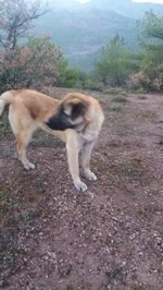 2 Köpeğide Kayıp