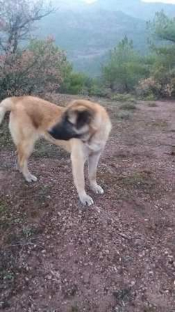 2 Köpeğide Kayıp