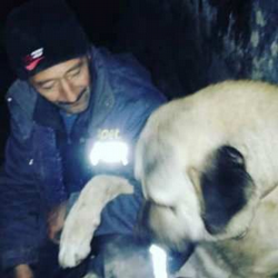 2 Köpeğide Kayıp