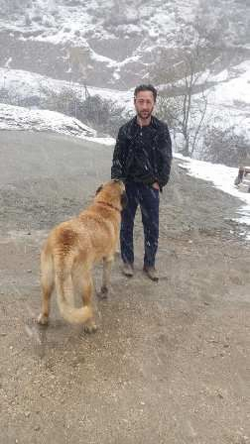 2 Köpeğide Kayıp