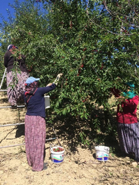 Vişne Hasadı Başladı