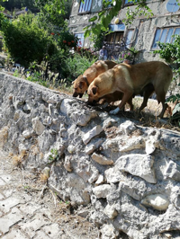 Ülkü Ocakları Sokak Hayvanları için Su ve Mama Kabı yerleştirdi