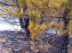 İçdedeler Karabıyır Mevkiinde Korkutan Orman Yangını