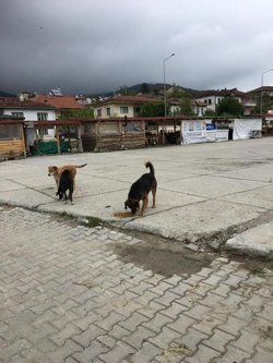 Belediye Ekipleri Sokak Hayvanlarına Hergün Yemek bırakıyor