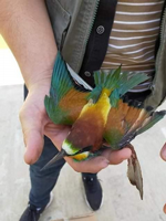 YARALI KUŞ MİLLİ PARKLAR MÜDÜRLÜĞÜNE TESLİM EDİLDİ