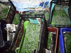 İpek Böceği Yetiştiriyor