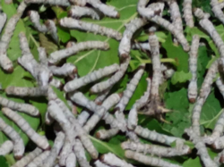 İpek Böceği Yetiştiriyor