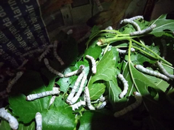 İpek Böceği Yetiştiriyor