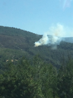 Yine Orman Yangını