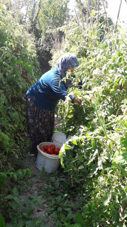Bunlar Taraklı’nın Domatesi