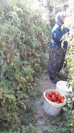 Bunlar Taraklı’nın Domatesi