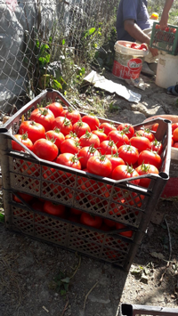 Bunlar Taraklı’nın Domatesi