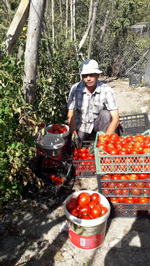 Bunlar Taraklı’nın Domatesi