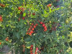 Taraklı İlçe Tarım’dan Çiftçi Ziyaretleri.