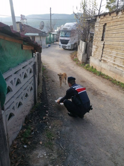 Jandarma Sokak Hayvanlarına yiyecek bıraktı