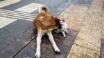 Kedi Köpeğin Dostluğu