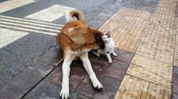 Kedi Köpeğin Dostluğu