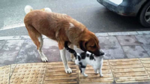 Kedi Köpeğin Dostluğu