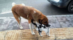 Kedi Köpeğin Dostluğu