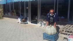 25 Kiloluk Kabak İlgi Odağı Oldu