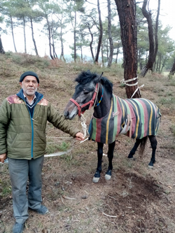KAYBOLAN AT ORMANLIK ALANDA BULUNDU