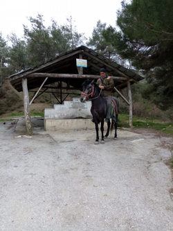 KAYBOLAN AT ORMANLIK ALANDA BULUNDU