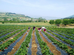 Çilek Hasadı Başladı