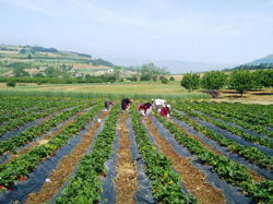 Çilek Hasadı Başladı