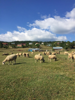 Merada Otlatma Sezonu Başladı.