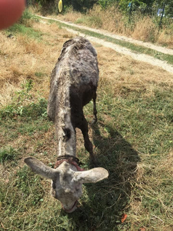 Eşek Gübre Çukuruna Düştü