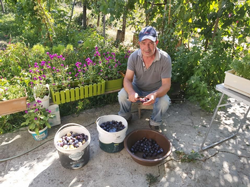 Erikler Tablaya Seriliyor