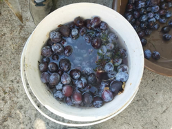 Erikler Tablaya Seriliyor