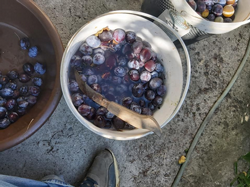 Erikler Tablaya Seriliyor