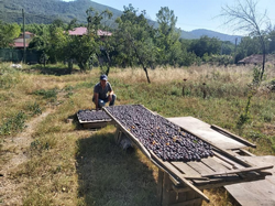 Erikler Tablaya Seriliyor