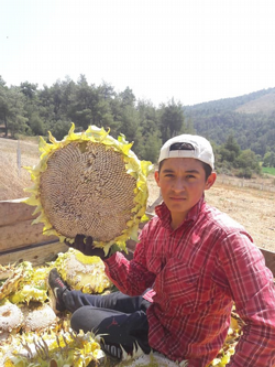Ayçiçeği Hasadı Başladı