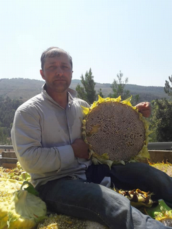 Ayçiçeği Hasadı Başladı