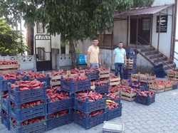 PAZAR BOMBOŞ