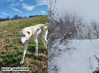 Kayıp köpek aranıyor.