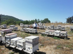 Ayı Arı Kovanlarını Parçaladı