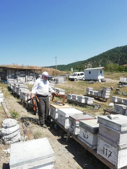 Ayı Arı Kovanlarını Parçaladı