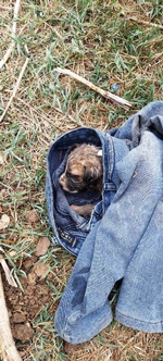 Rögar kapağına sıkışan yavru köpeğin imdadına İtfaiye Ekipleri yetişti