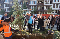 Taraklı’da mavi ladin diktiler